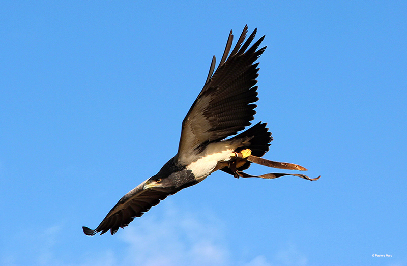 Flying eagle.jpg